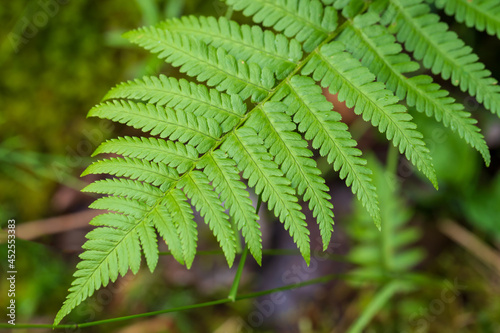 Green leaves of fern on a wet meadow in the forest.