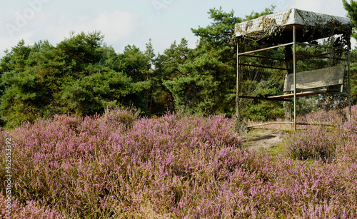 The heather is blooming abundantly in August. Calluna vulgaris on a large heathland area in Germany. There is a hunting blind on the right. 