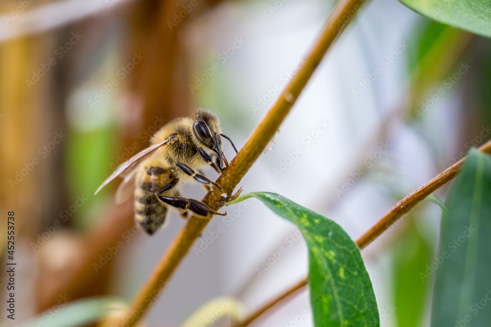 Naklejka premium Honeybee eating honey on blue flowers tree