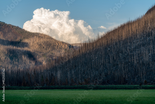 Fire Damage From The East Troublesome Fire, Colorado.