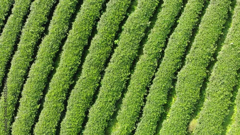Planting organic green tea plantation on hill Planting organic green tea plantation on hill