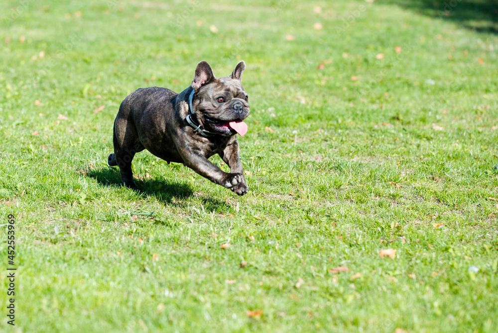 french bulldog jumping on green grass