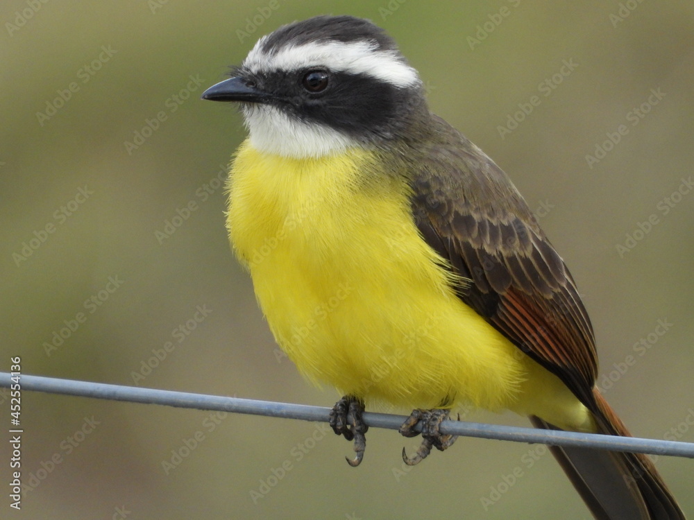Obraz premium Close-up of a Great Kiskadee, scientific name “Pitangus Sulphuratus” its name as its sounds.