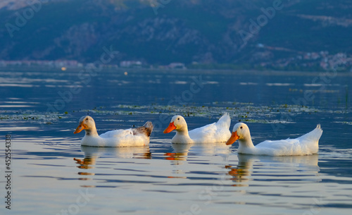 
Ducks in egirdir lake isparta Turkey photo