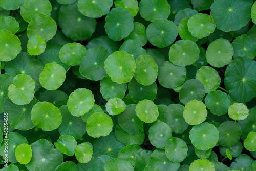 Gotu kola, Centella asiatica, Asiatic pennywort, Indian pennywort leaf green background photo