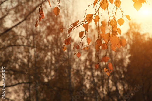 Yellow birch leaves are illuminated by bright rays of the sun. A joyful autumn evening mood. Close-up. Defocus. Tree leaves. High quality photo
