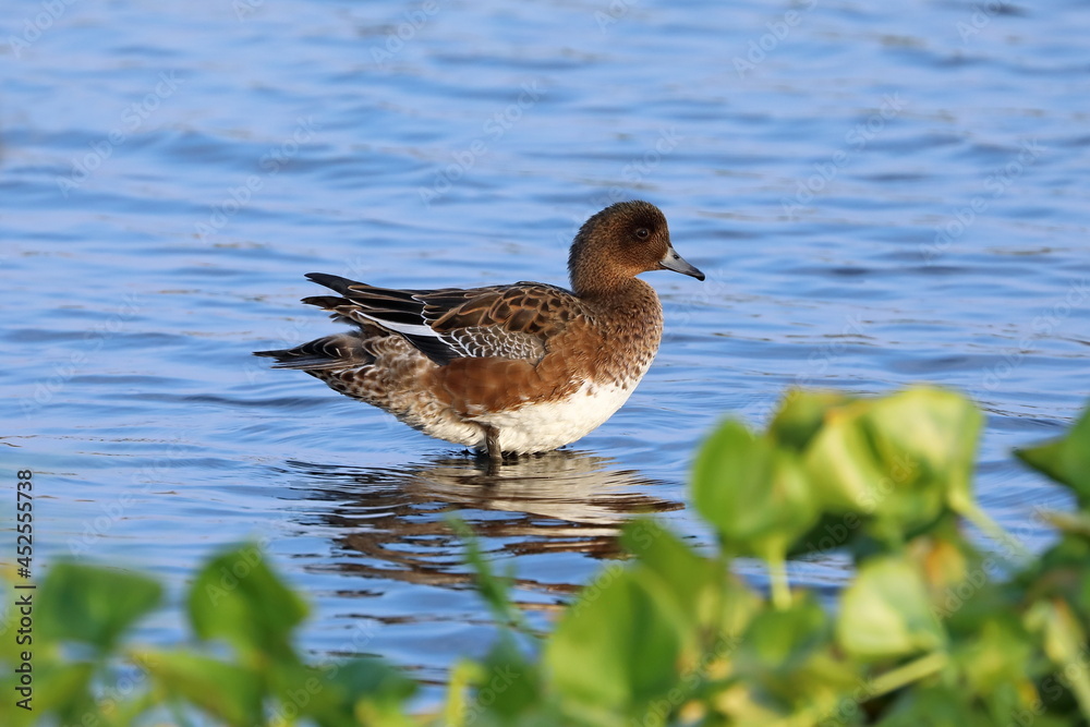 Anas penelope. Duck in August in the Arctic Anas penelope. Duck in August in the Arctic