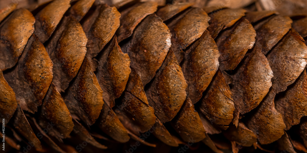 Fototapeta premium Extreme close up shot of Pine cone