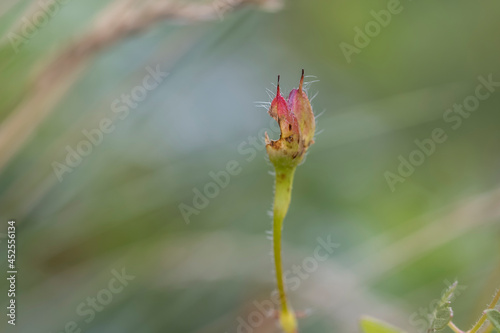 Fotografia Small red plant leaves eaten by bug