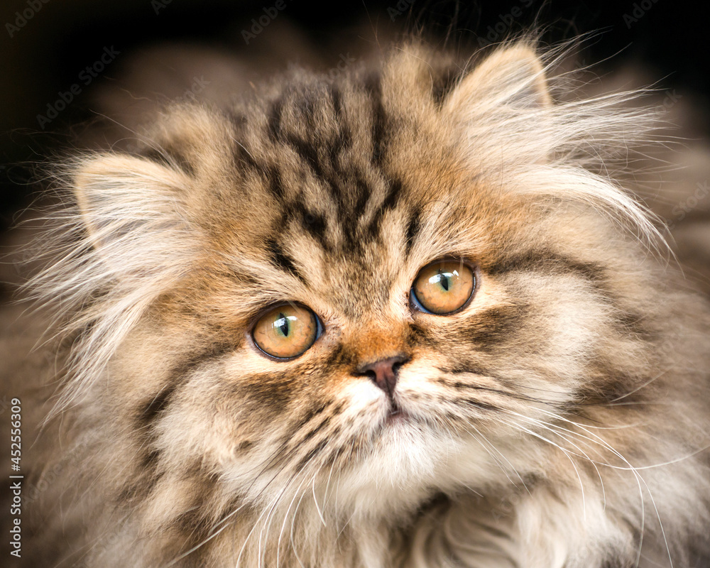 Close up portrait of Persian Kitten
