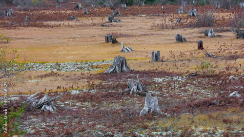 Deforestation and cut trees in open land