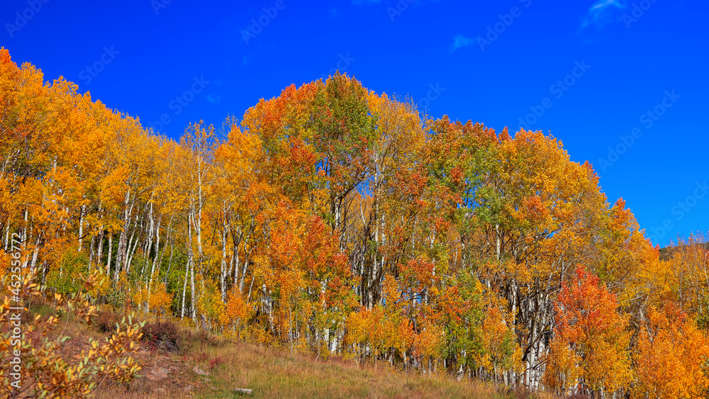 Bright colorful trees in peak autumn time in Colorado countryside