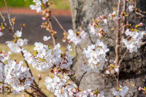 春のイメージ素材（桜の花）