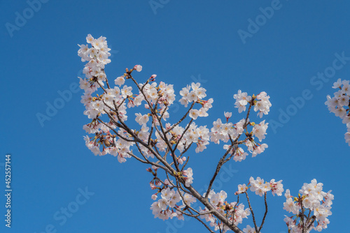 春のイメージ素材（桜の花）