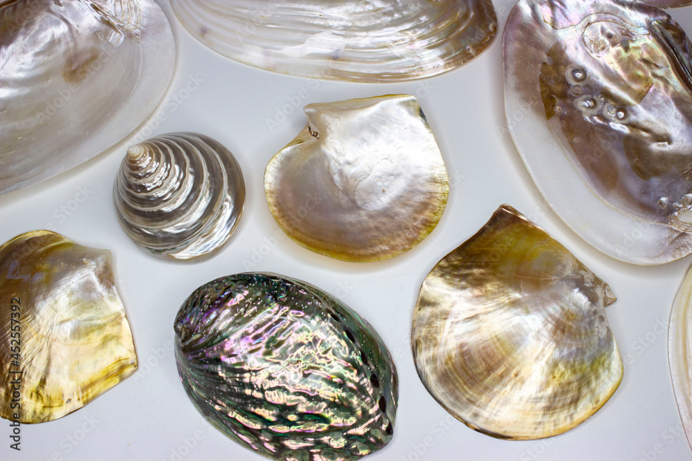 Set of seashells. Mother of pearl, turbo, pyramid, pearl oysters