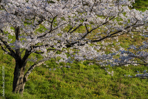 桜の木