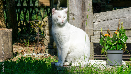 White cat. European race. Dachowiec