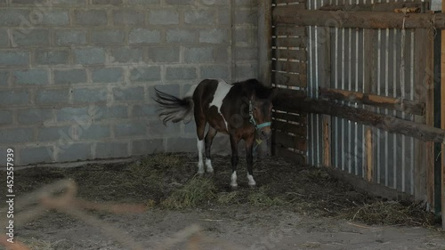 A brown and white pony in a paddock on a farm. A horse in a stall eats hay.