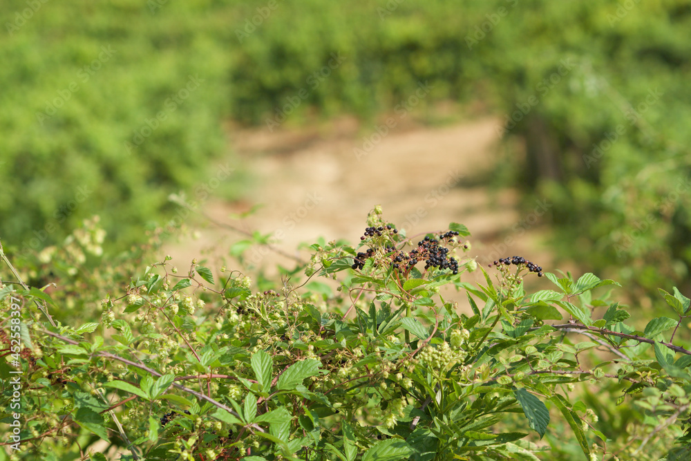 details of bunches of grapes just at the vine with the background of the vineyard row details of bunches of grapes just at the vine with the background of the vineyard row