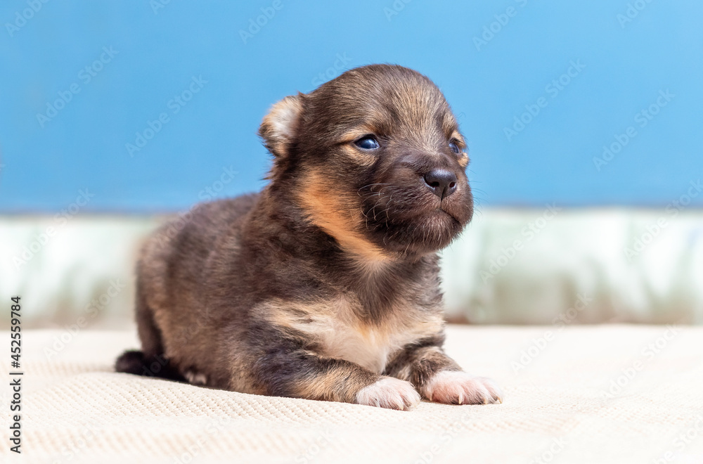 A small puppy with an attentive look sits in the room A small puppy with an attentive look sits in the room