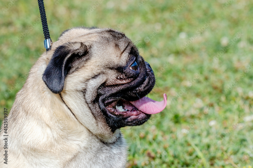 Portrait of a pug dog in profile on a background of grass