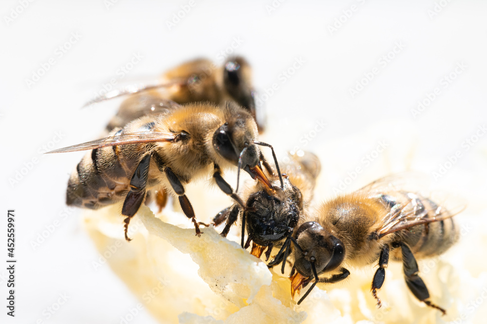 Honey Bees Eating Honey out of Comb Honey Bees Eating Honey out of Comb
