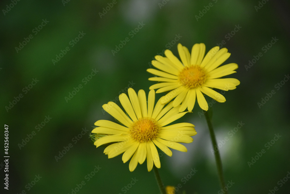 Pair of Blooming Yellow Leopard's Bane Blossoms Pair of Blooming Yellow Leopard's Bane Blossoms