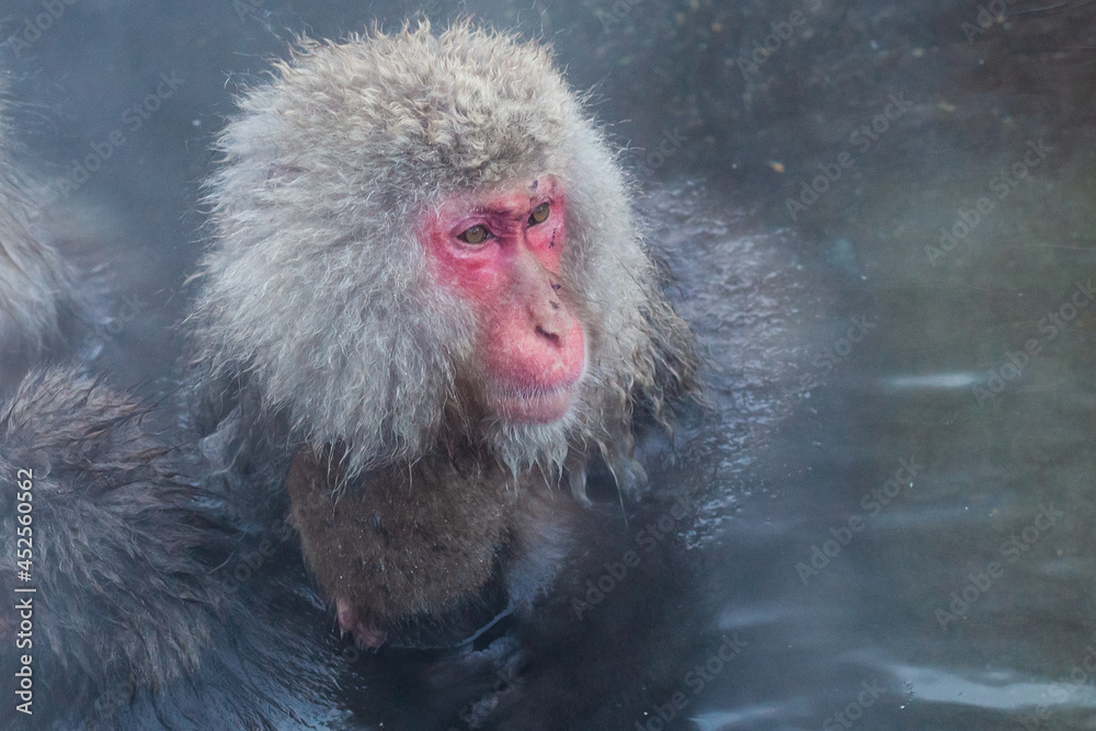 Japanese snow monkey mother and baby bathing in the hot spring Japanese snow monkey mother and baby bathing in the hot spring