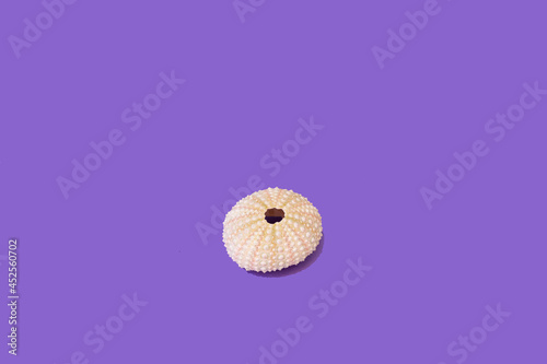 Sea hedgehog shell in pastel natural colors against purple vibrant glazed background. Minimal summer sunlit composition.