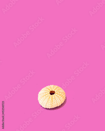 Fototapeta Naklejka Na Ścianę i Meble -  Sea hedgehog shell in pastel natural colors against pink vibrant glazed background. Minimal summer sunlit composition.
