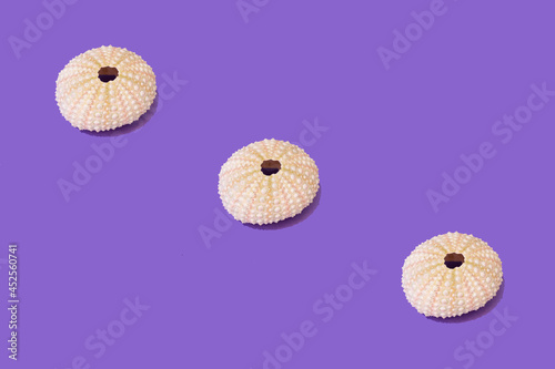 Pattern made of sea hedgehog shells in pastel natural colors against purple vibrant glazed background. Minimal summer sunlit composition.