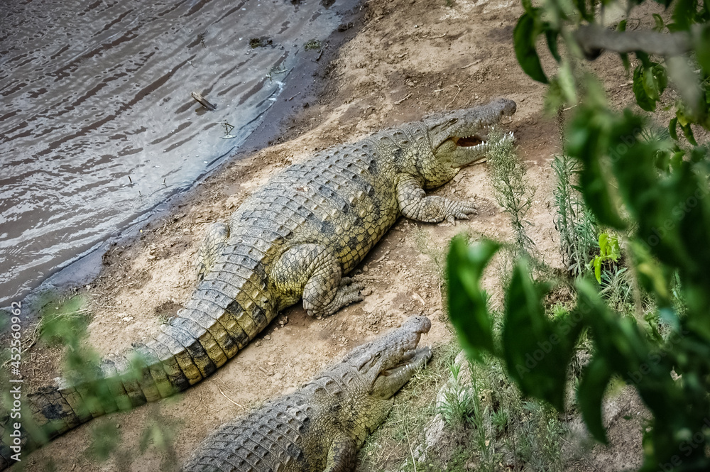 Alligators in the African wild. Alligators in the African wild.