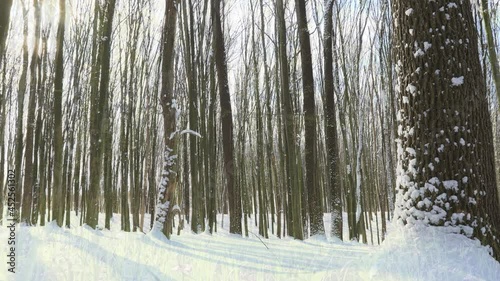 transitional season in the forest from winter to summer