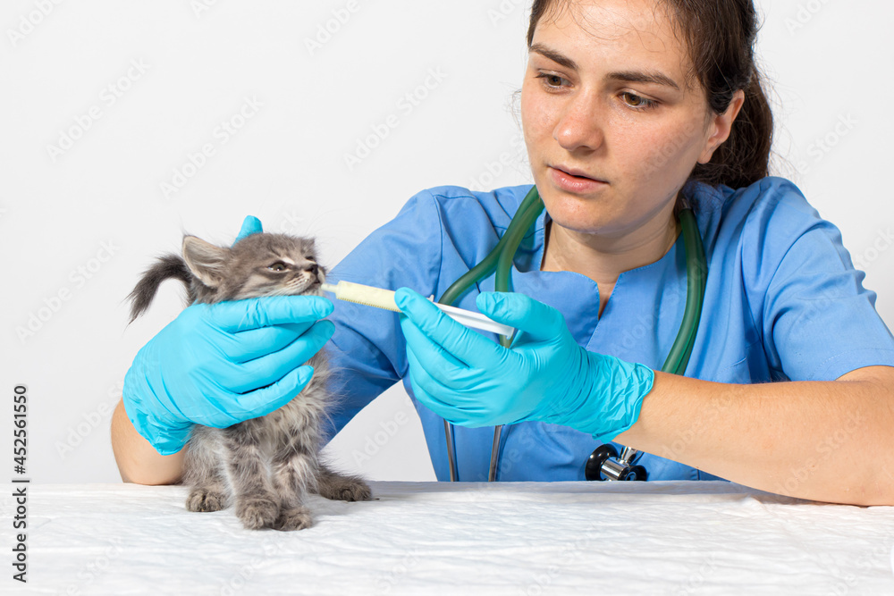 The veterinarian gives the kitten a cure for the worms. Prevention and treatment of cats, veterinary clinic. The veterinarian gives the kitten a cure for the worms. Prevention and treatment of cats, veterinary clinic.