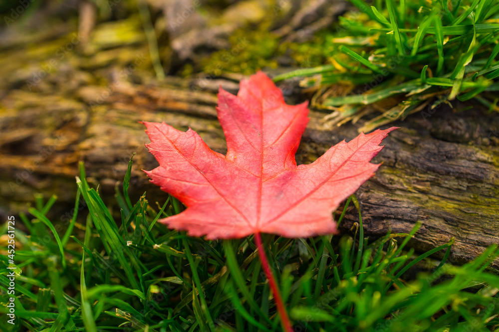 Red Maple Leaf Early Autumn Fall Red Maple Leaf Early Autumn Fall