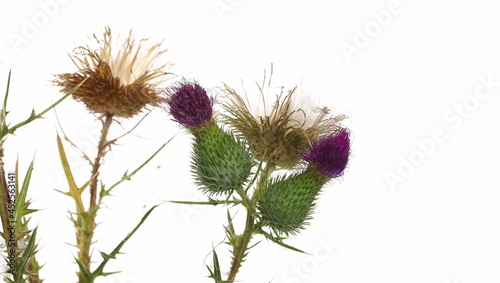 Close up pink burdock flower and seeds with leaves isolated on white background  clipping path