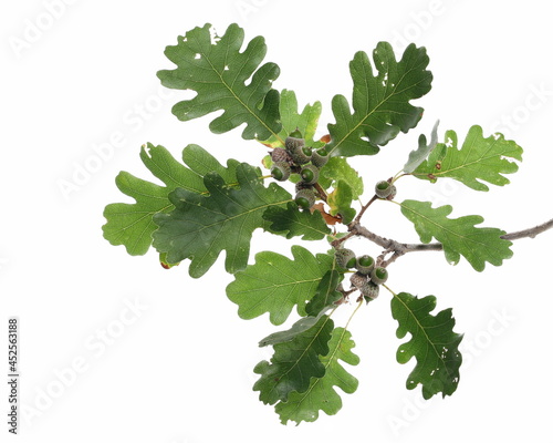 Oak leaves and young acorn on branch, green foliage isolated on white background