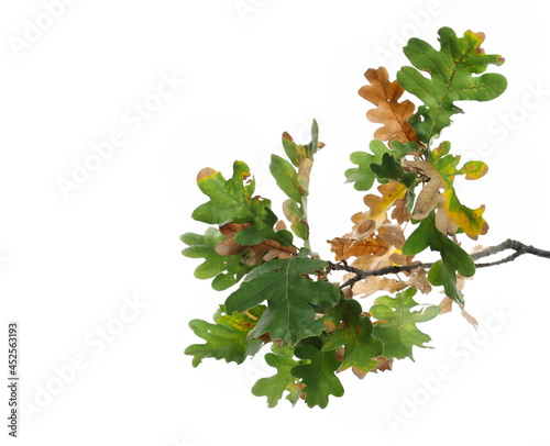 Oak leaves on branch,  yellow green foliage in autumn isolated on white background