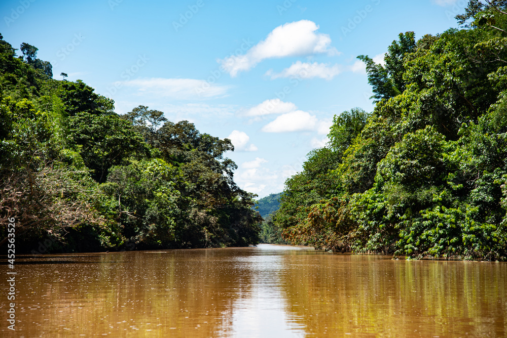 Fototapeta premium river in the forest