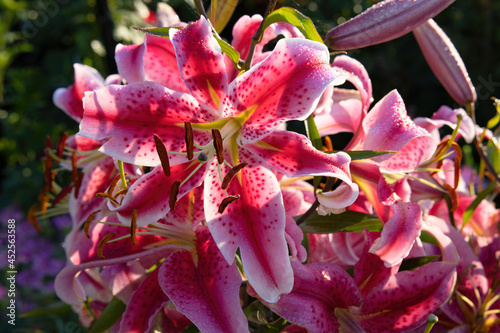 Beautiful colorful delicate white-pink lilies blooming in the summer garden