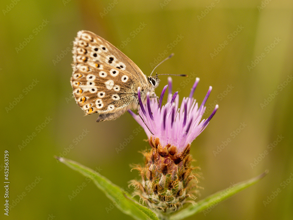 Chalkhill Blue Butterfly Resting on Knapweed . Wings Closed Chalkhill Blue Butterfly Resting on Knapweed . Wings Closed
