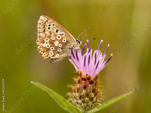 Chalkhill Blue Butterfly Resting on Knapweed . Wings Closed © Stephan Morris 