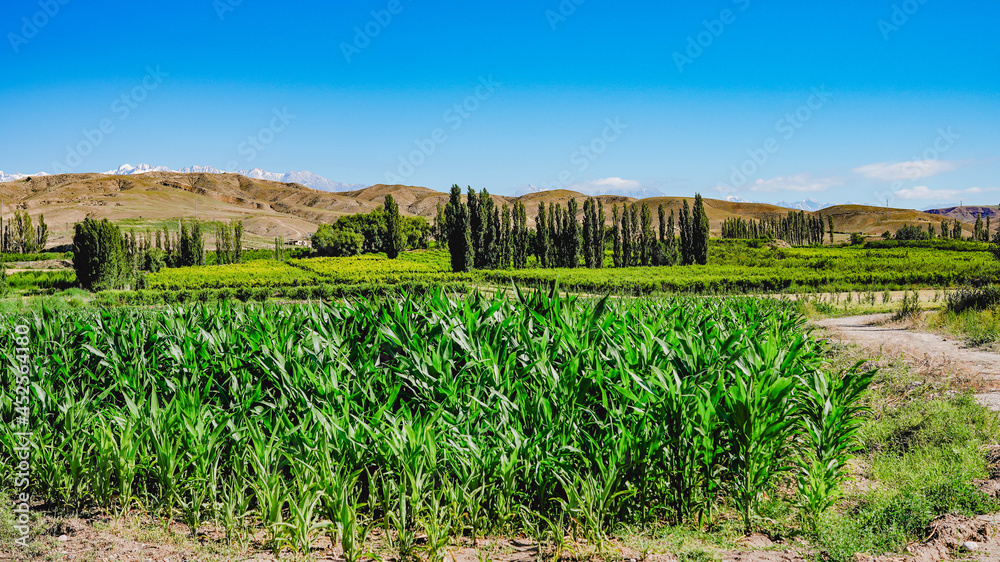 Green corn field planting，wide field of view and high viewing angle