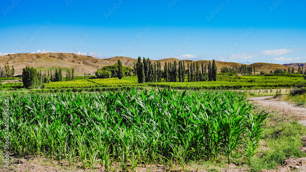 Green corn field planting,wide field of view and high viewing angle Green corn field planting,wide field of view and high viewing angle