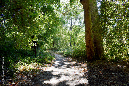 Zayante and Meadow Trail in Henry Cowell Redwoods State Park in Santa Cruz County, CA. photo