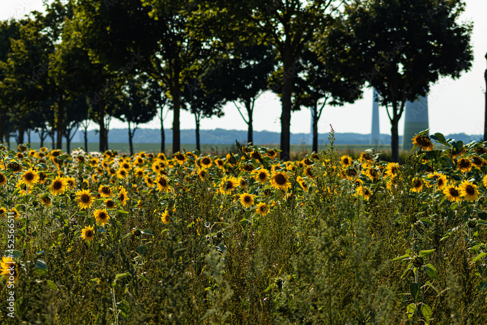 Obraz premium Sonnenblumen