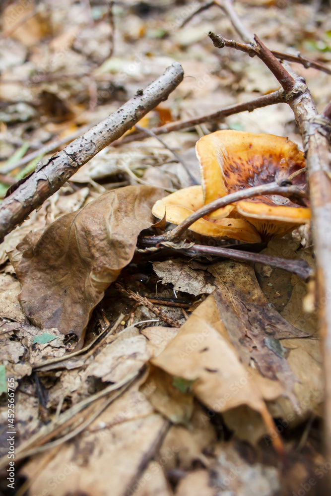 mushrooms in the autumn forest. Autumn in the forest mushrooms in the autumn forest. Autumn in the forest