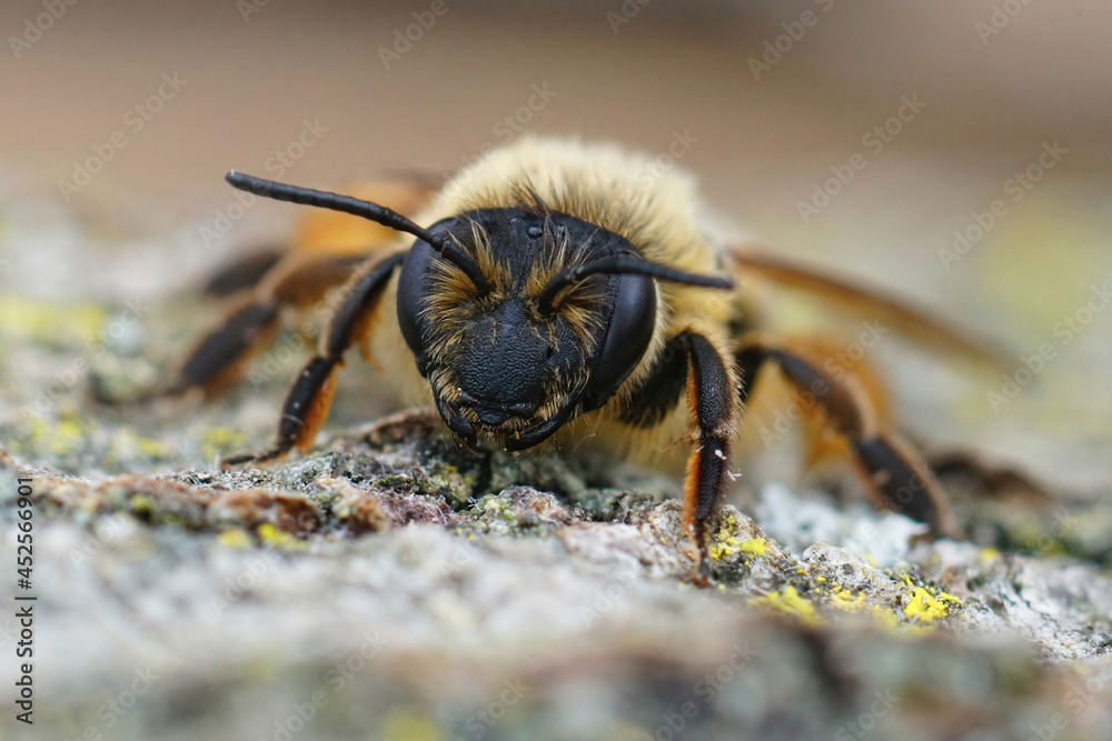 Facial detailed closeup on a female of the rather large Buffish mining bee, Andrena nigroaenea in the Gard, France Facial detailed closeup on a female of the rather large Buffish mining bee, Andrena nigroaenea in the Gard, France