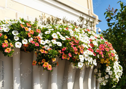 Beautiful summer flowers in a pot. Decorating the house outside.