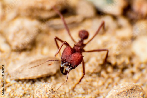 Formiga de cor vermelha andando sobre terra.  photo